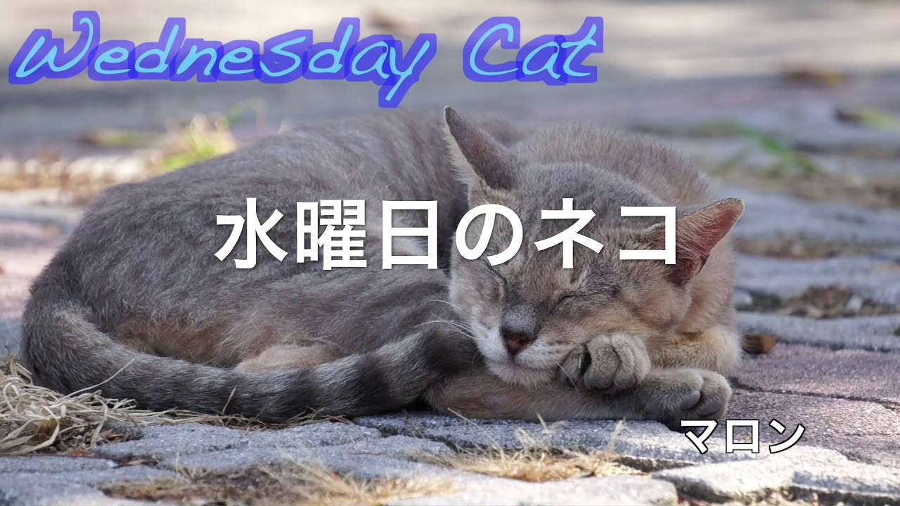 野良猫の知恵 木の根元に溜まった水を飲む 水曜日のネコ