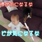 バーニーズマウンテンドッグ　ジャービス　大型犬のいる暮らし　お掃除ちんとん　 bernese mountain dog and Japanese family