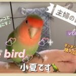 【主婦の日常vlog】コザクラインコとまったり過ごす/キッチン便利グッズ購入/ハンディラップくるット