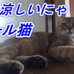 夏 涼しい床でくつろぐ兄妹猫  生活の知恵