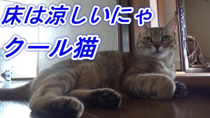 夏 涼しい床でくつろぐ兄妹猫  生活の知恵