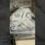 窓拭きハムスター🐹掃除のコツは全身を使うこと‼️Hamster is cleaning windows🤣　#shorts