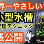 【超小型水槽をプロが管理】気になる掃除道具からコケ取り、水換えのコツを実践解説