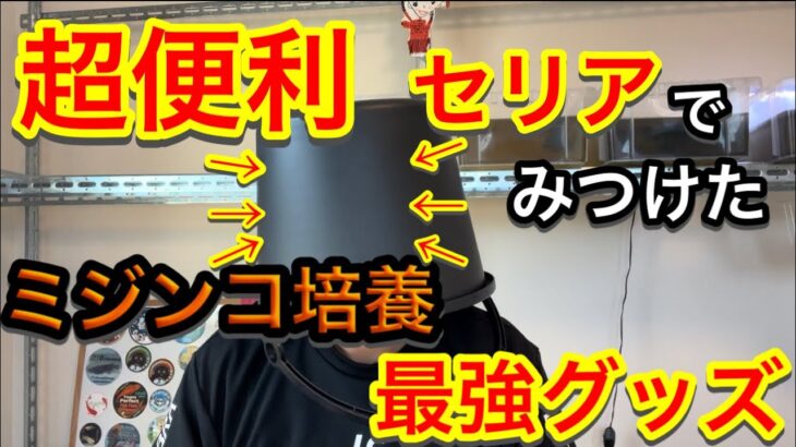 超便利！100均セリアで見つけた、ミジンコ培養最強グッズ！！