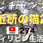 [近所の猫2]😸フィリピン生活記🇵🇭274