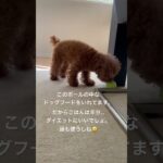 犬の知恵玩具#shorts#いぬ#トイプードル生活#犬動画