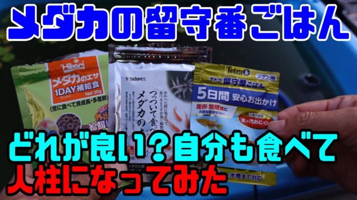 【メダカ便利グッズ】メダカ留守番ごはん一番食べるのはどれだ？やってみた