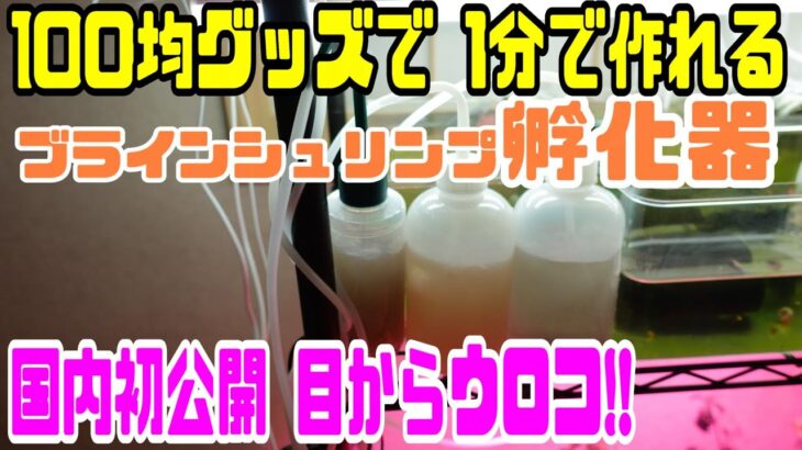 【めだか便利グッズ】ブラインシュリンプ孵化器を100均グッズで超簡単に作ってみよう！！卵のカラの分離方法もあるよ