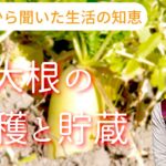 【大根の収穫と貯蔵】年寄りから聞いた生活の知恵。