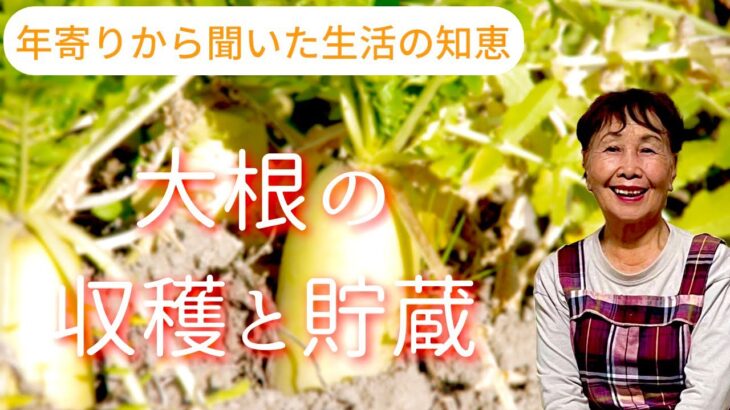 【大根の収穫と貯蔵】年寄りから聞いた生活の知恵。