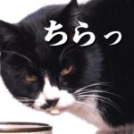 外猫生活を生き抜く知恵を熟知している猫【地域猫】