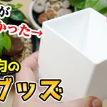 理想の”100均グッズ”に観葉植物を植え替えると・・・【多肉植物】