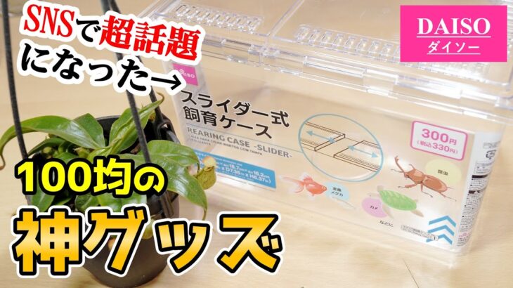 売り切れ続出した”100均グッズ”を買うなら今！【観葉植物】【熱帯植物】