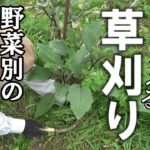 【自然農】どんどん生える梅雨の草　野菜別「草整理」のコツ　2023年7月13日【natural farming】