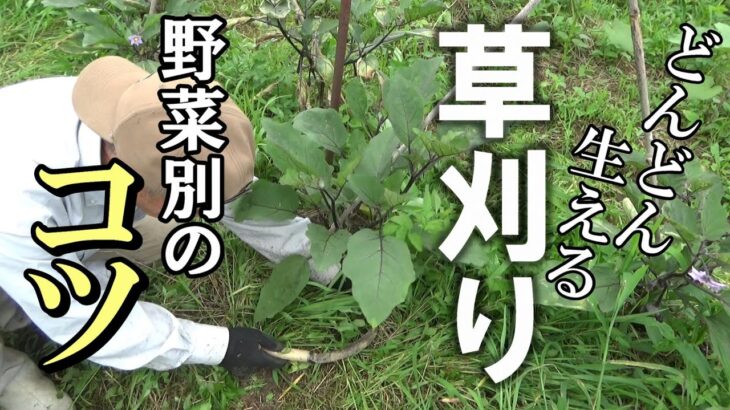 【自然農】どんどん生える梅雨の草　野菜別「草整理」のコツ　2023年7月13日【natural farming】