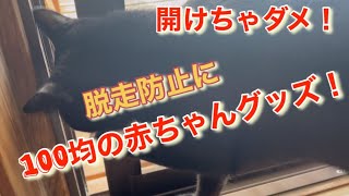 【ダイソー便利グッズ】自分で網戸を開ける猫を阻止！