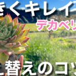 【多肉植物】大きな苗を植え替える時のコツ　大切なのは根の整理＃多肉＃多肉植物＃多肉の育て方