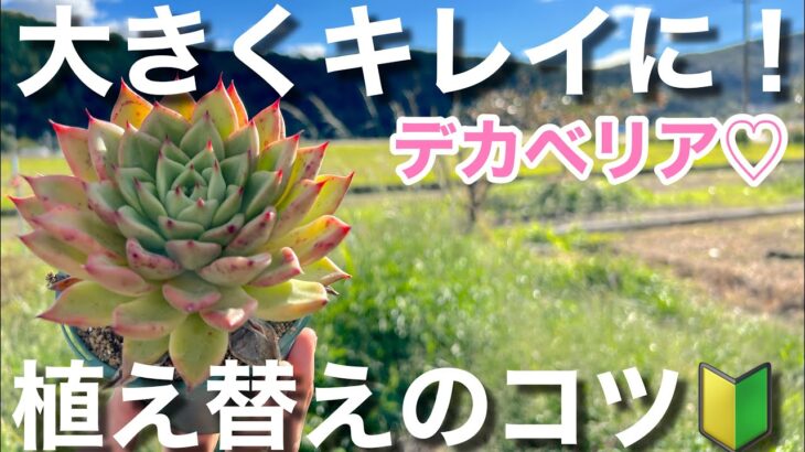 【多肉植物】大きな苗を植え替える時のコツ　大切なのは根の整理＃多肉＃多肉植物＃多肉の育て方