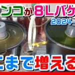 ミジンコ８Lバケツでここまで増えた？【爆殖君の掃除のコツ】【タマミジンコ本舗】