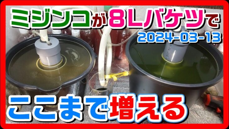 ミジンコ８Lバケツでここまで増えた？【爆殖君の掃除のコツ】【タマミジンコ本舗】