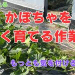 かぼちゃの育て方、つるの整理の仕方と大きく育てるコツと気を付けること