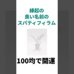 【100均で開運】観葉植物はあらゆる場所で使える万能風水アイテム #観葉植物 #ダイソー #セリア #キャン★ドゥ #金運 #邪気払い #スパティフィラム #パキラ #芦田イングリット #今日から開運