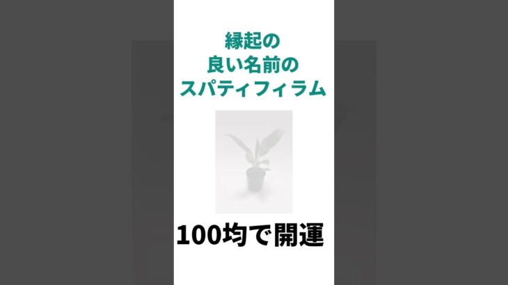 【100均で開運】観葉植物はあらゆる場所で使える万能風水アイテム #観葉植物 #ダイソー #セリア #キャン★ドゥ #金運 #邪気払い #スパティフィラム #パキラ #芦田イングリット #今日から開運