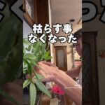 観葉植物の声を聞きましょう♪                   #整理収納アドバイザー#風水師#風水インテリア#運気#片付け#片付けのコツ#片付け苦手