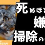 猫が死ぬほど嫌がる掃除のやり方