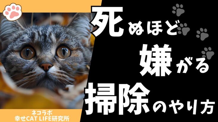 猫が死ぬほど嫌がる掃除のやり方