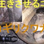 ノコギリクワガタを長生きさせるコツ　　Japan Insect Collection