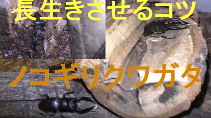 ノコギリクワガタを長生きさせるコツ　　Japan Insect Collection